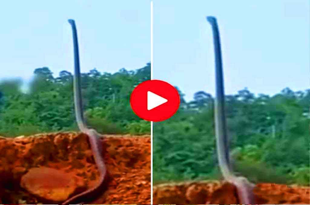 18 ft Long King Cobra