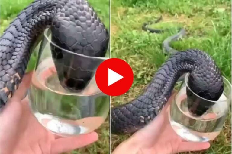 King Cobra Drinking Water